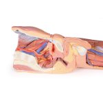 3D Leg model with male left pelvis - superficial dissection