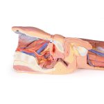 3D Bein Modell mit männlichem Becken, links - oberflächliche Präparation