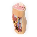 3D Fossa poplitea, distaler Oberschenkel und proximaler Unterschenkel Modell