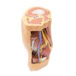 3D Fossa poplitea, distaler Oberschenkel und proximaler Unterschenkel Modell