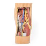 3D Fossa poplitea, distaler Oberschenkel und proximaler Unterschenkel Modell