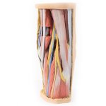 3D Popliteal fossa model