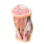 3D Popliteal fossa model