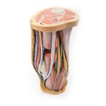 3D Popliteal fossa model
