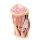 3D Popliteal fossa model