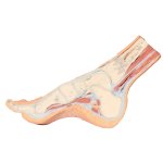 3D Fu&szlig; Modell - Parasagittaler Querschnitt