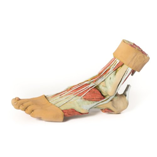 3D Fuß Modell - Strukturen der Plantarfläche