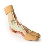 3D Fu&szlig; Modell - Strukturen der Plantarfl&auml;che