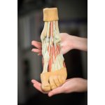 3D Fuß Modell - Strukturen der Plantarfläche