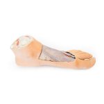 3D Fuß Modell - Plantarfläche und oberflächliche Präparation des Dorsum pedis