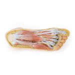 3D Fuß Modell - Plantarfläche und oberflächliche Präparation des Dorsum pedis