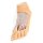 3D Fuß Modell - Plantarfläche und oberflächliche Präparation des Dorsum pedis