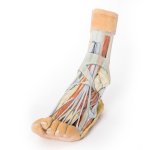 3D Foot model - superficial and deep dissection of distal leg and foot