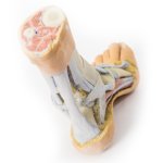 3D Foot model - superficial and deep dissection of distal leg and foot