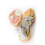 3D Foot model - superficial and deep dissection of distal leg and foot