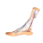 3D Foot model - superficial and deep structures of the distal leg and foot