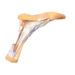 3D Fu&szlig; Modell - Oberfl&auml;chliche und tiefe Strukturen des distalen Unterschenkels und des Fu&szlig;es