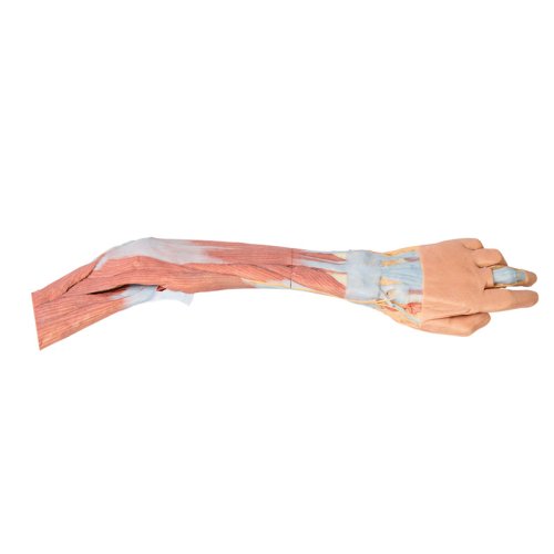 3D Ellenbogen, Unterarm und Hand Modell