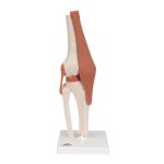 Kniegelenk-Modell, funktional - 3B Smart Anatomy