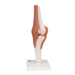 Knee Joint Functional Model with Ligaments - 3B Smart Anatomy