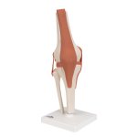 Kniegelenk-Modell, funktional - 3B Smart Anatomy