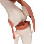Knee Joint Functional Model with Ligaments - 3B Smart Anatomy