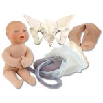 Childbirth Model Set