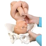 Childbirth Model Set