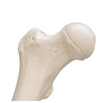 Oberschenkelknochen-Modell - 3B Smart Anatomy
