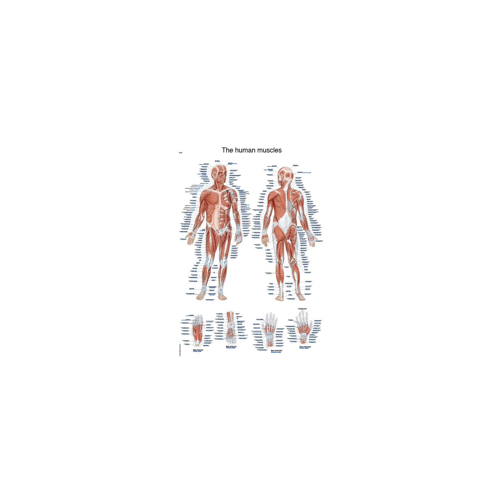 Chart The human muscles, 50x70cm Erler-Zimmer AL600