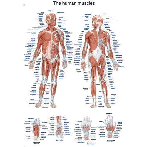 Anatomie-Lernkarten Die menschliche Muskulatur (Gebraucht) in Anatomie-Lernkarten Die menschliche Muskulatur (Gebraucht) in