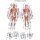 Chart The human muscles, 50x70cm