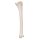 Schienbein Knochen-Modell - 3B Smart Anatomy
