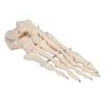 Fu&szlig;skelett-Modell auf Draht gezogen - 3B Smart Anatomy
