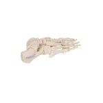 Foot Skeleton, Wire Mounted - 3B Smart Anatomy