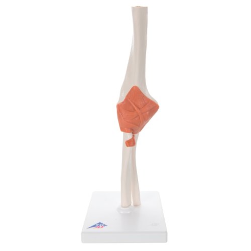 Elbow Joint Functional Model with Ligaments - 3B Smart Anatomy