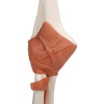 Elbow Joint Functional Model with Ligaments - 3B Smart Anatomy