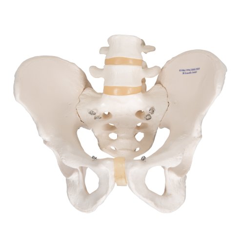 Becken-Skelett-Modell, männlich - 3B Smart Anatomy