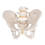 Becken-Skelett-Modell, m&auml;nnlich - 3B Smart Anatomy