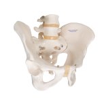 Pelvis Skeleton Model, Male - 3B Smart Anatomy