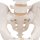 Pelvis Skeleton Model, Male - 3B Smart Anatomy