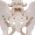 Becken-Skelett-Modell, m&auml;nnlich - 3B Smart Anatomy