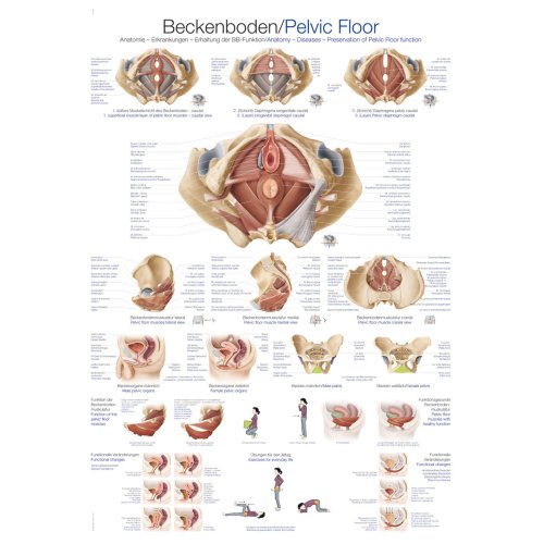 Chart Pelvic floor, 70x100cm