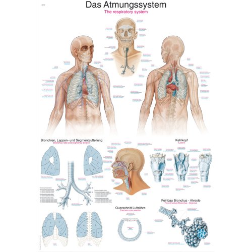 Chart The respiratory system, 70x100cm