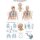 Chart The respiratory system, 70x100cm