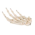 Hand Skeleton Model, Wire Mounted - 3B Smart Anatomy