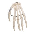 Handskelett-Modell auf Draht gezogen - 3B Smart Anatomy