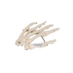 Hand Skeleton Model, Wire Mounted - 3B Smart Anatomy