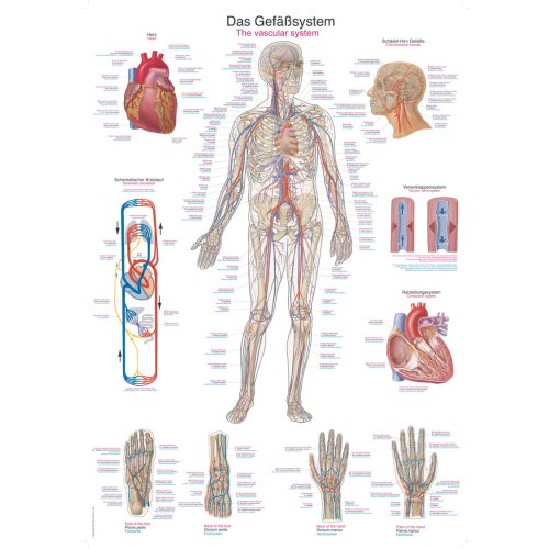 Lehrtafel "Das Gefäßsystem", 50x70cm