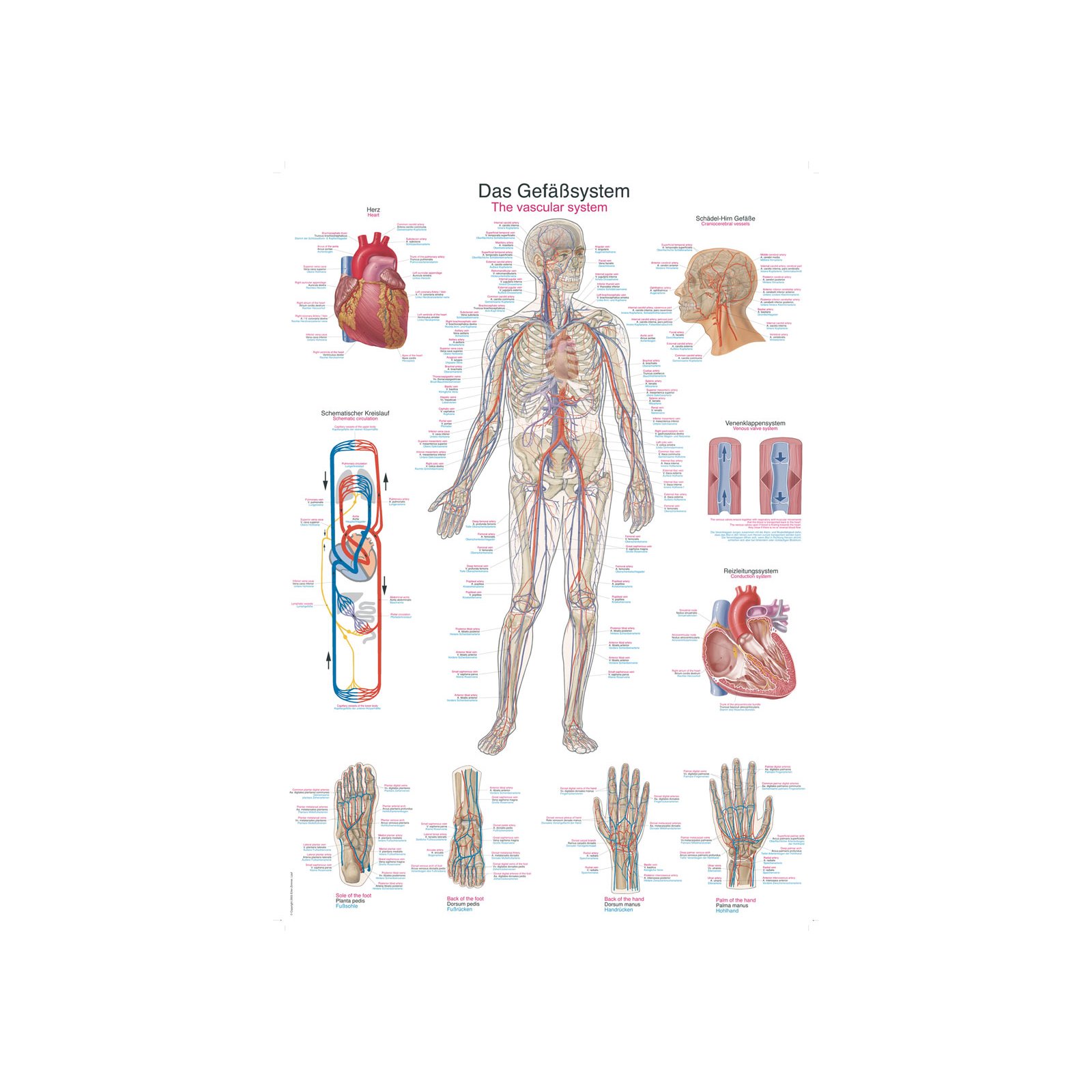 Chart The vascular system, 70x100cm